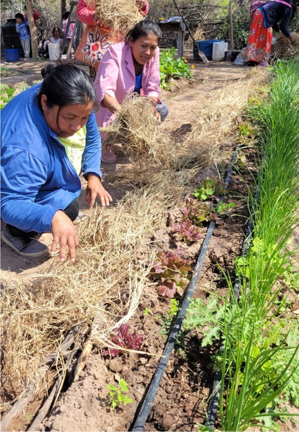 Zwei Frauen bearbeiten ein Gemüsebeet