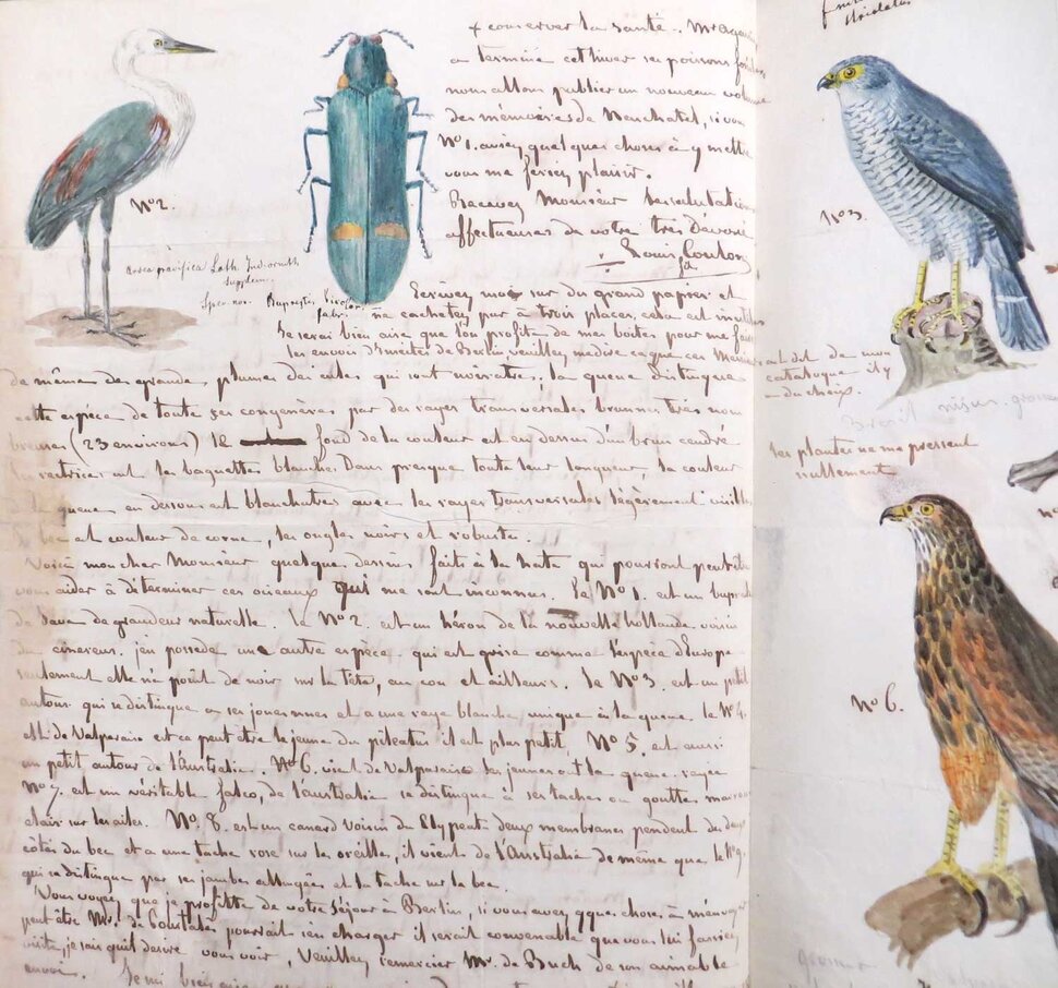Handschriftliche Aufzeichnungen mit Tierdarstellungen